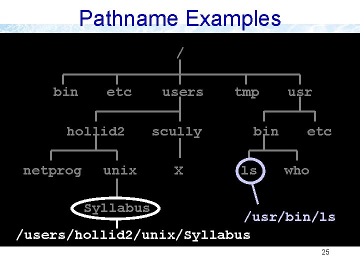 Pathname Examples / bin etc hollid 2 netprog unix users scully X tmp bin Pathname Examples / bin etc hollid 2 netprog unix users scully X tmp bin