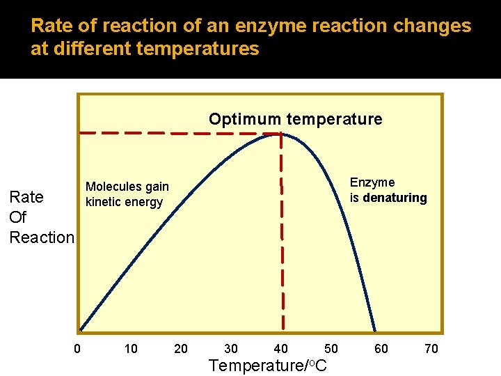 Rate of reaction of an enzyme reaction changes at different temperatures Optimum temperature Rate