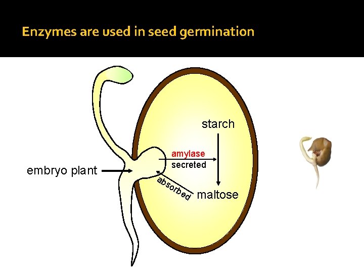 Enzymes are used in seed germination starch embryo plant amylase secreted ab so rb