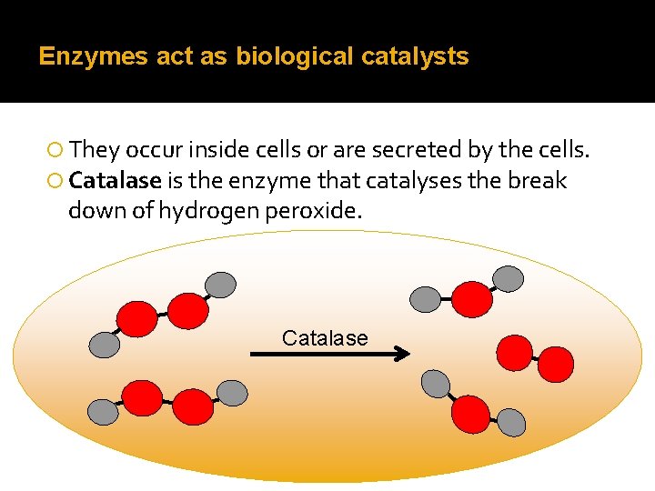 Enzymes act as biological catalysts They occur inside cells or are secreted by the