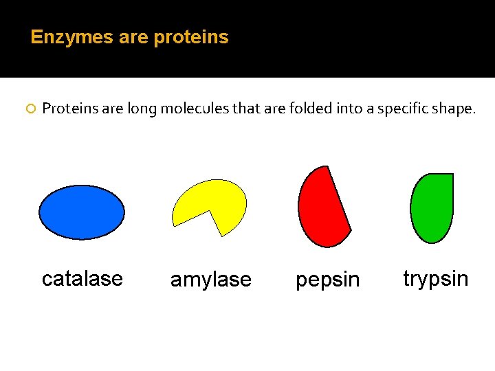 Biological catalysts Enzymes IGCSE Biology Cambridge Catalysts A