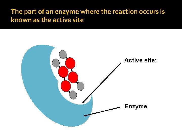 The part of an enzyme where the reaction occurs is known as the active