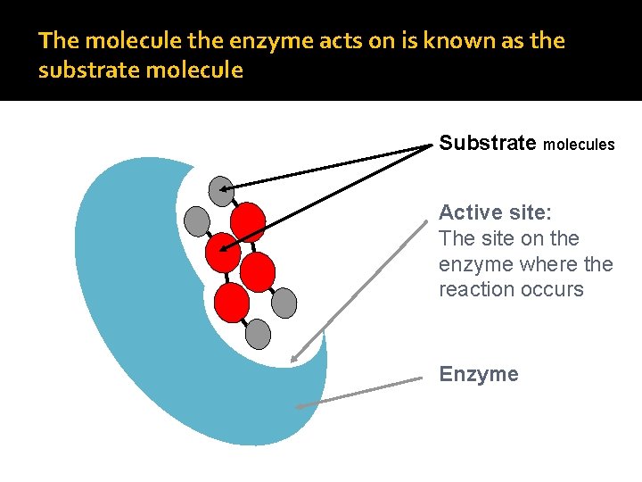 The molecule the enzyme acts on is known as the substrate molecule Substrate molecules