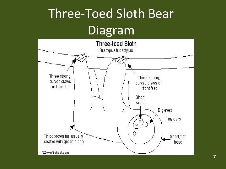 Three-Toed Sloth Bear Diagram 7 