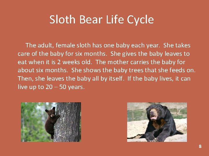 Sloth Bear Life Cycle The adult, female sloth has one baby each year. She