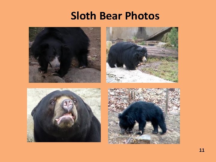 Sloth Bear Photos 11 