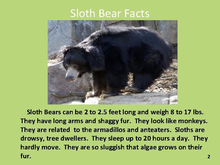 Sloth Bear Facts Sloth Bears can be 2 to 2. 5 feet long and