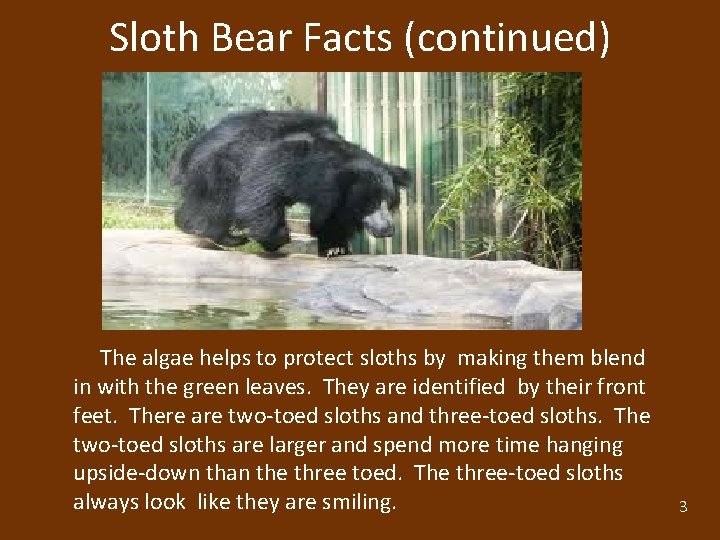 Sloth Bear Facts (continued) The algae helps to protect sloths by making them blend