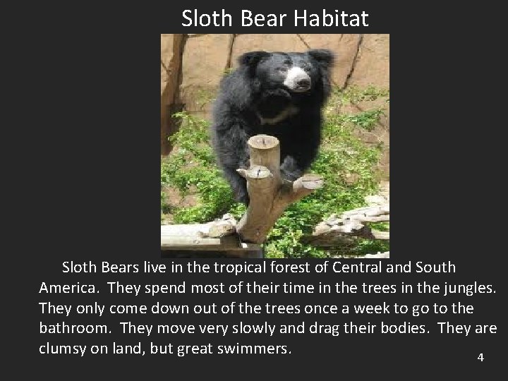 Sloth Bear Habitat Sloth Bears live in the tropical forest of Central and South