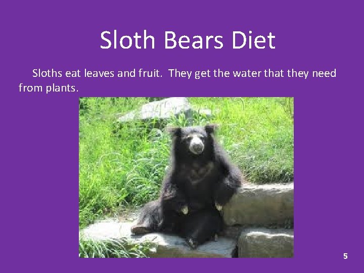 Sloth Bears Diet Sloths eat leaves and fruit. They get the water that they