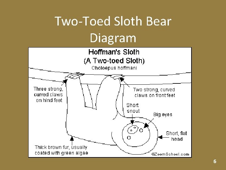 Two-Toed Sloth Bear Diagram 6 