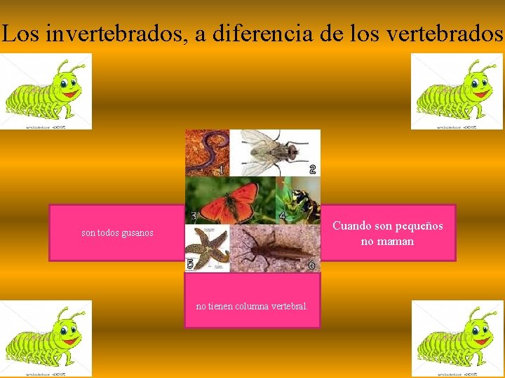 Los invertebrados, a diferencia de los vertebrados Cuando son pequeños no maman son todos