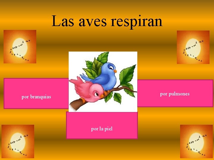 Las aves respiran por pulmones por branquias por la piel 