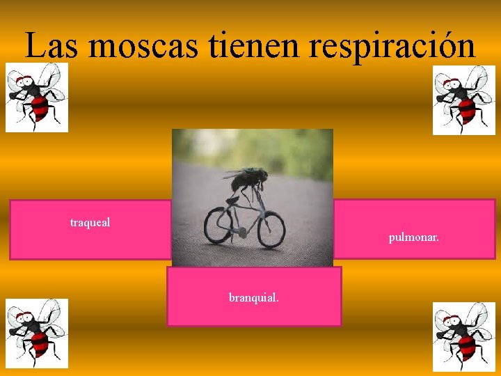 Las moscas tienen respiración traqueal pulmonar. branquial. 