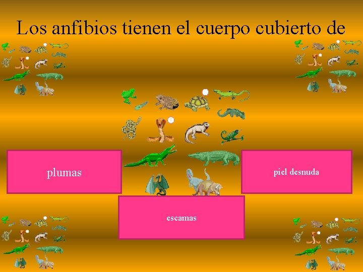 Los anfibios tienen el cuerpo cubierto de plumas piel desnuda escamas 