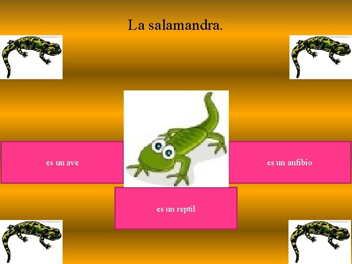 La salamandra. es un ave es un anfibio es un reptil 