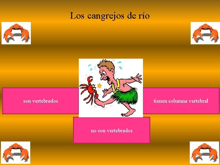 Los cangrejos de río son vertebrados tienen columna vertebral no son vertebrados 