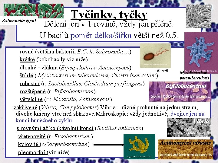 Salmonella typhi Tyčinky, tyčky Dělení jen v 1 rovině, vždy jen příčně. U bacilů