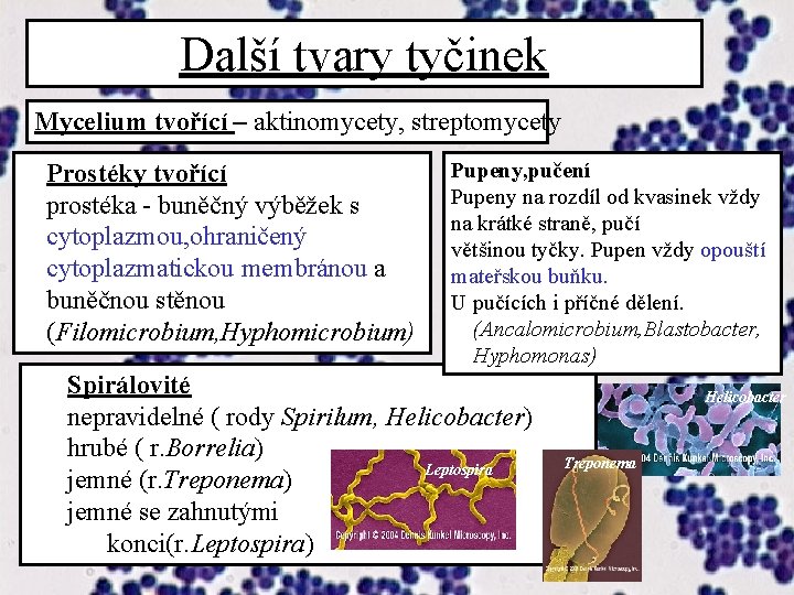 Další tvary tyčinek Mycelium tvořící – aktinomycety, streptomycety Prostéky tvořící prostéka - buněčný výběžek