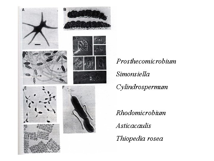 Prosthecomicrobium Simonsiella Cylindrospermum Rhodomicrobium Asticacaulis Thiopedia rosea 