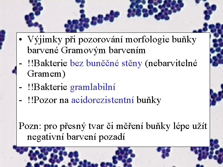  • Výjimky při pozorování morfologie buňky barvené Gramovým barvením - !!Bakterie bez buněčné