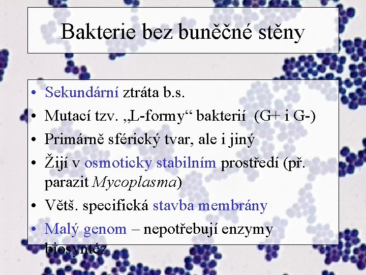 Bakterie bez buněčné stěny • • Sekundární ztráta b. s. Mutací tzv. „L-formy“ bakterií