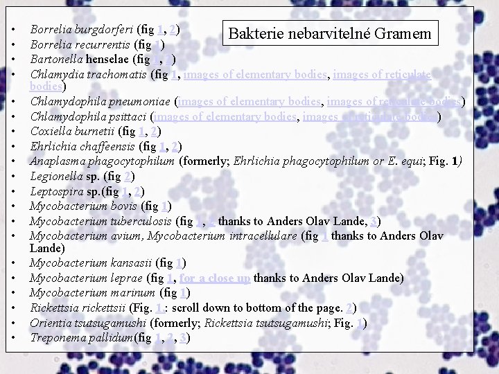  • • • • • Borrelia burgdorferi (fig 1, 2) Bakterie nebarvitelné Gramem