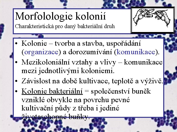 Morfolologie kolonií Charakteristická pro daný bakteriální druh • Kolonie – tvorba a stavba, uspořádání