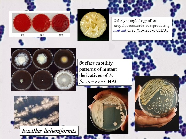 Colony morphology of an exopolysaccharide-overproducing mutant of P. fluorescens CHA 0. Surface motility patterns