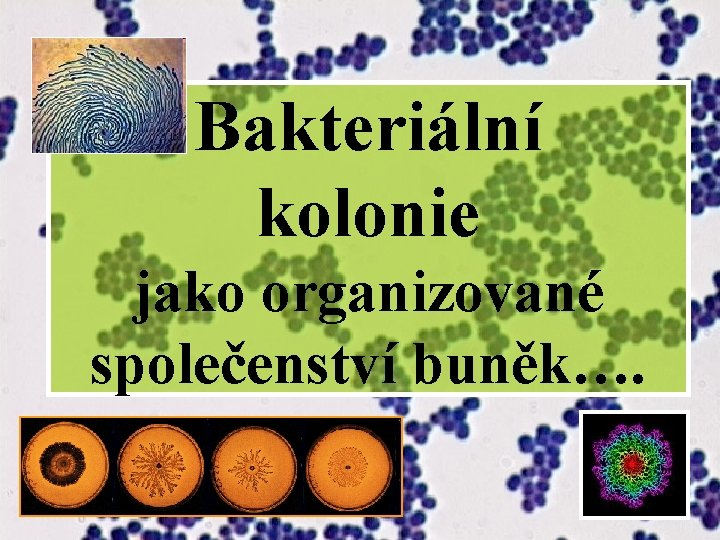 Bakteriální kolonie jako organizované společenství buněk…. 