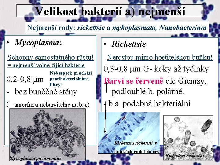 Velikost bakterií a) nejmenší Nejmenší rody: rickettsie a mykoplasmata, Nanobacterium • Mycoplasma: Schopny samostatného
