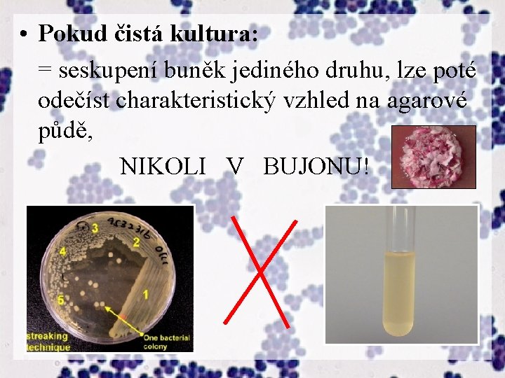  • Pokud čistá kultura: = seskupení buněk jediného druhu, lze poté odečíst charakteristický