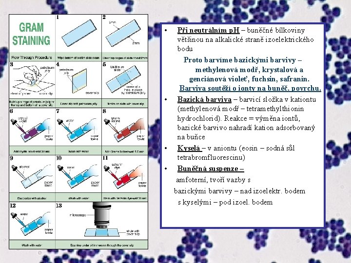  • Při neutrálním p. H – buněčné bílkoviny většinou na alkalické straně izoelektrického