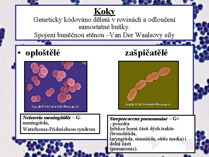 Koky Geneticky kódováno dělení v rovinách a odloučení samostatné buňky. Spojení buněčnou stěnou –Van