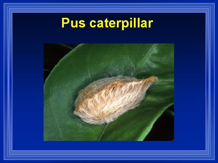 Pus caterpillar 