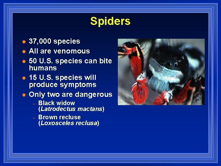 Spiders l l l 37, 000 species All are venomous 50 U. S. species