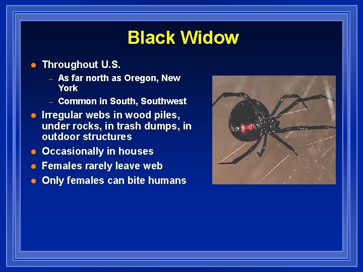 Black Widow l Throughout U. S. – – l l As far north as