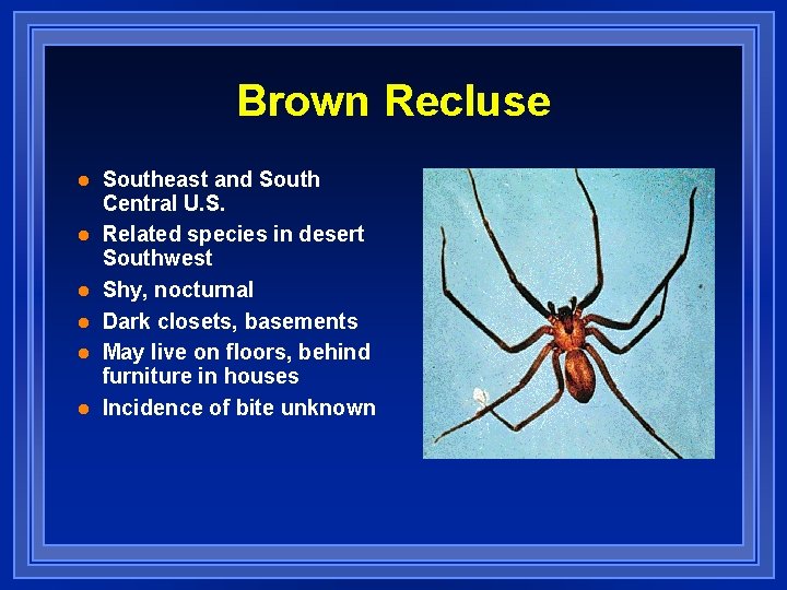 Brown Recluse l l l Southeast and South Central U. S. Related species in