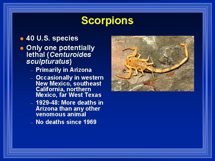 Scorpions l l 40 U. S. species Only one potentially lethal (Centuroides sculpturatus) –