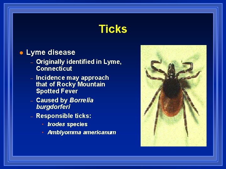 Ticks l Lyme disease – – Originally identified in Lyme, Connecticut Incidence may approach