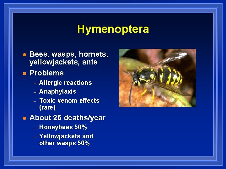 Hymenoptera l l Bees, wasps, hornets, yellowjackets, ants Problems – – – l Allergic