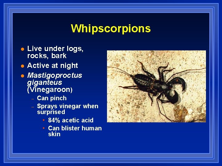 Whipscorpions l l l Live under logs, rocks, bark Active at night Mastigoproctus giganteus