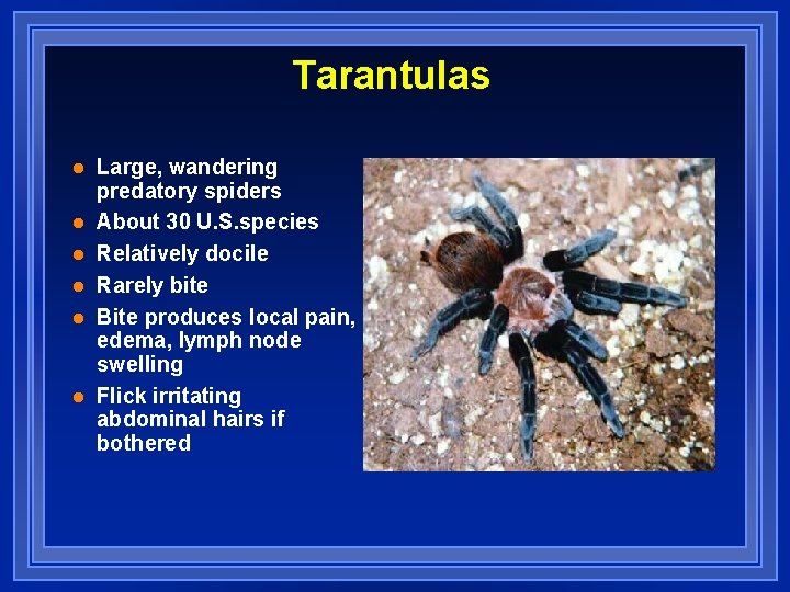 Tarantulas l l l Large, wandering predatory spiders About 30 U. S. species Relatively