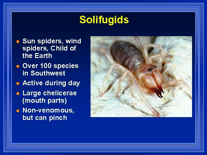 Solifugids l l l Sun spiders, wind spiders, Child of the Earth Over 100