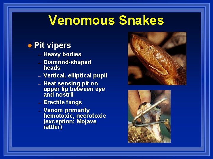 Venomous Snakes l Pit vipers – – – Heavy bodies Diamond-shaped heads Vertical, elliptical