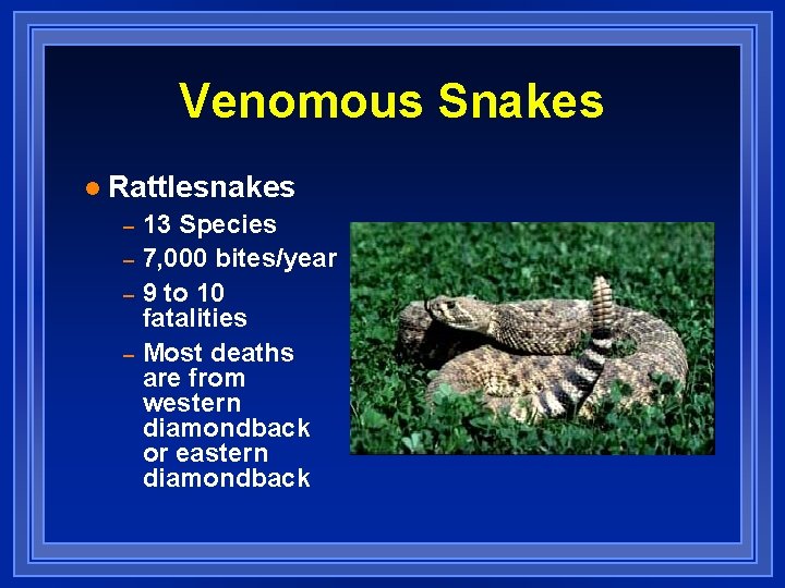 Venomous Snakes l Rattlesnakes – – 13 Species 7, 000 bites/year 9 to 10