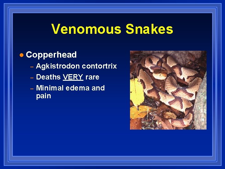 Venomous Snakes l Copperhead – – – Agkistrodon contortrix Deaths VERY rare Minimal edema