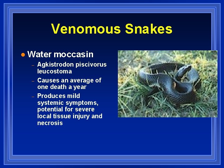 Venomous Snakes l Water moccasin – – – Agkistrodon piscivorus leucostoma Causes an average