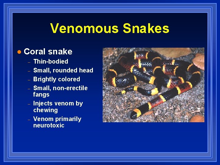 Venomous Snakes l Coral snake – – – Thin-bodied Small, rounded head Brightly colored