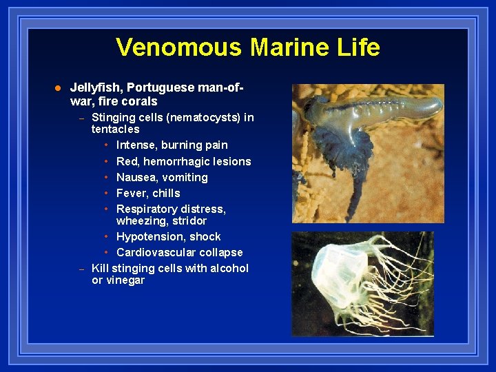 Venomous Marine Life l Jellyfish, Portuguese man-ofwar, fire corals – – Stinging cells (nematocysts)